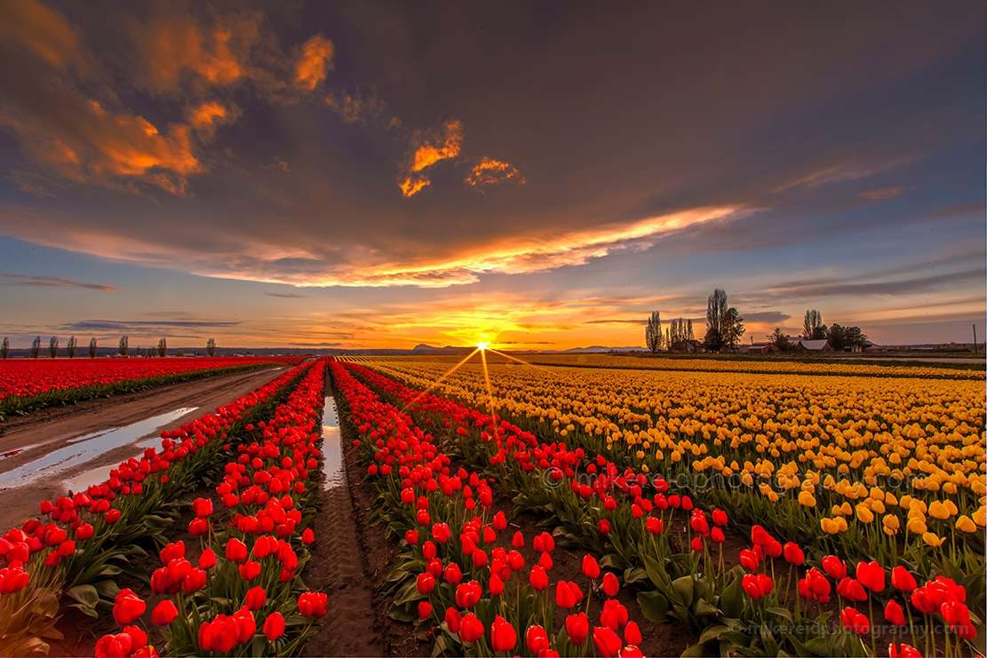 Pole z plantacją tulipanów puzzle online