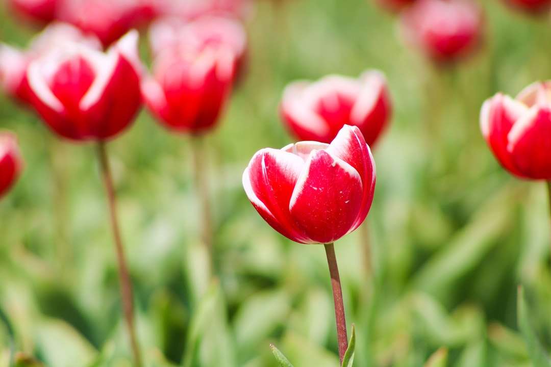 Piros tulipán virágzás közben nappali kirakós