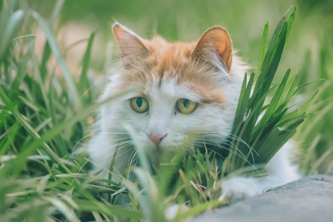 Pomarańczowy i biały kot na zielonej trawie puzzle online