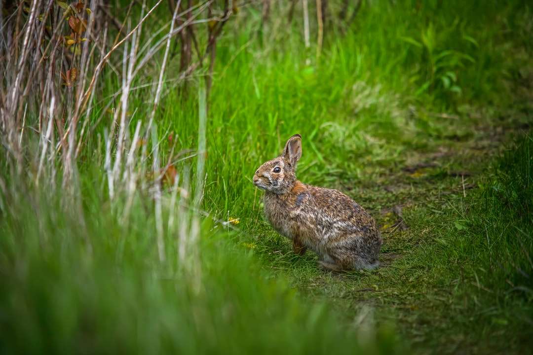 Brown królik na zielonej trawie w ciągu dnia puzzle online