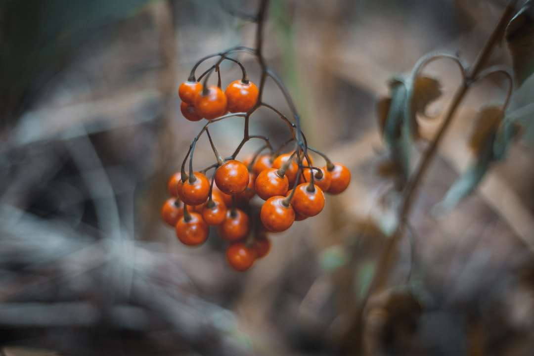 Orange okrągłe owoce w obiektywach przechylnych puzzle online