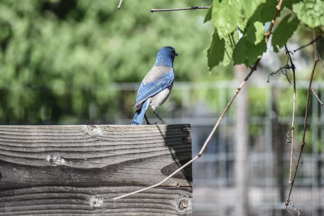 Niebieski ptak na brązowym drewnianym ogrodzeniu w ciągu dnia puzzle online