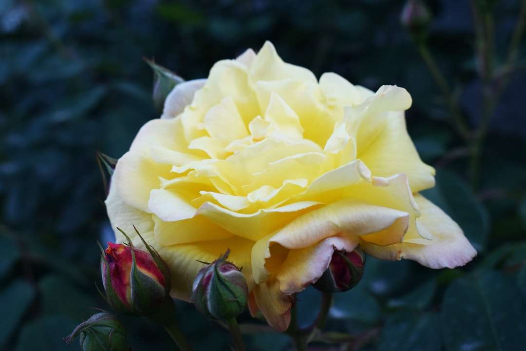 Żółta róża w rozkwicie w ciągu dnia puzzle online