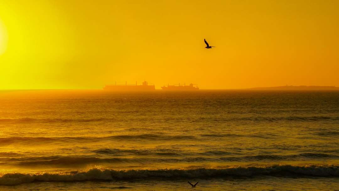 Ptak latający nad morzem podczas zachodu słońca puzzle online