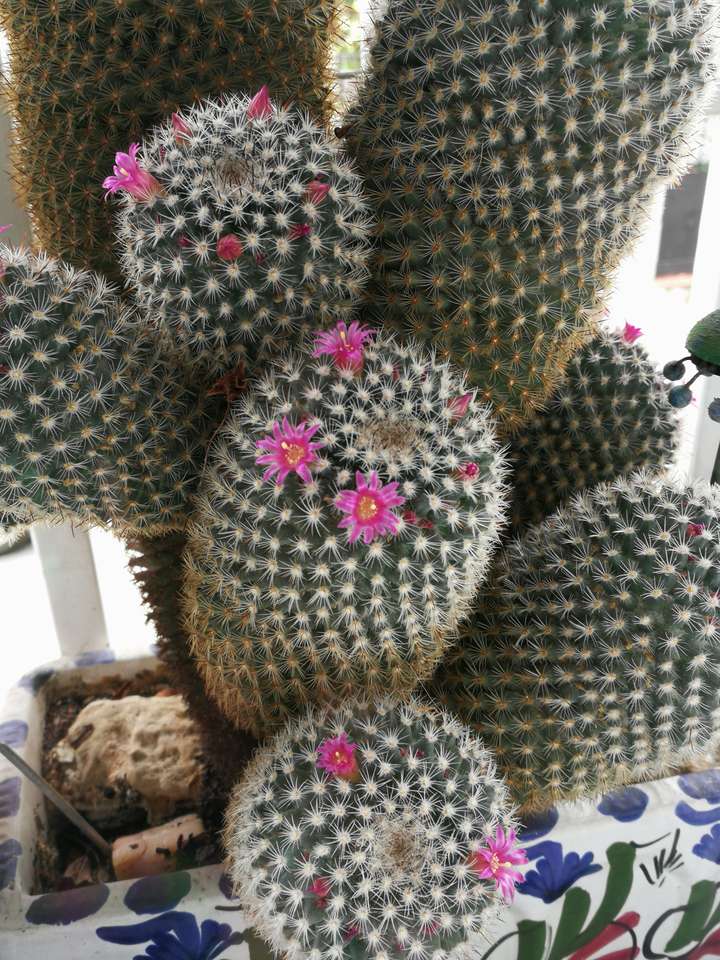 Florido kaktus. puzzle online