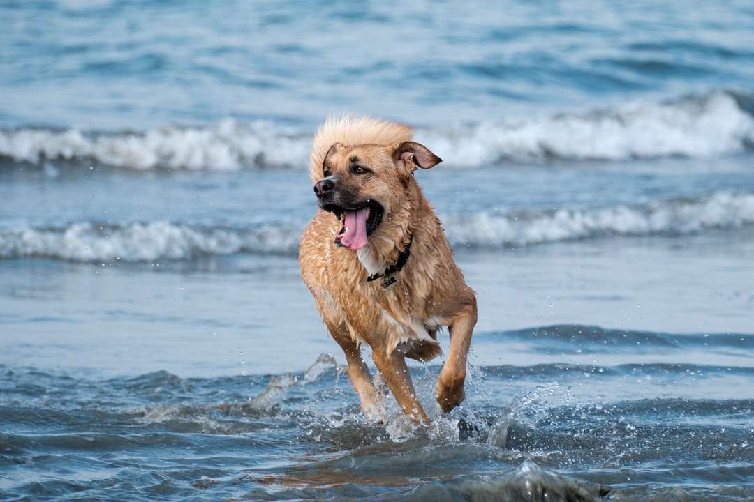 Brązowy krótki pies działa na wodzie w ciągu dnia puzzle online