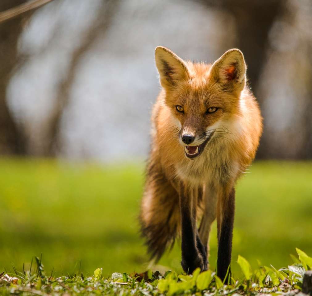 Brązowy lis na zielonej trawie w ciągu dnia puzzle online