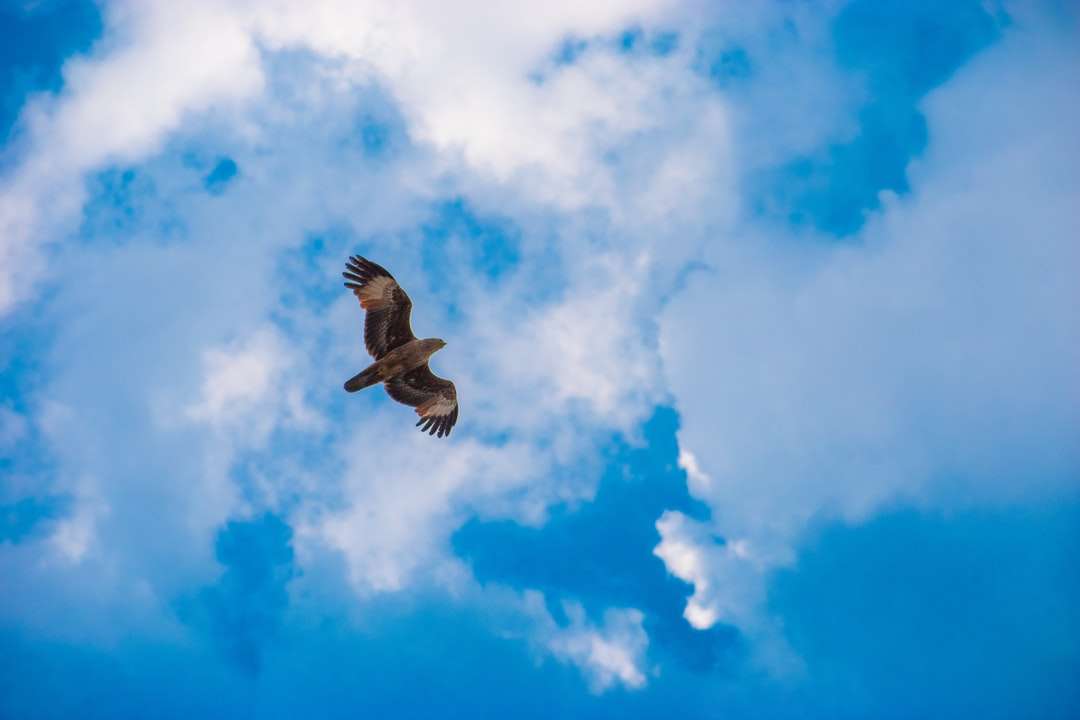 Brown ptak latający pod błękitnym niebem podczas dnia puzzle online