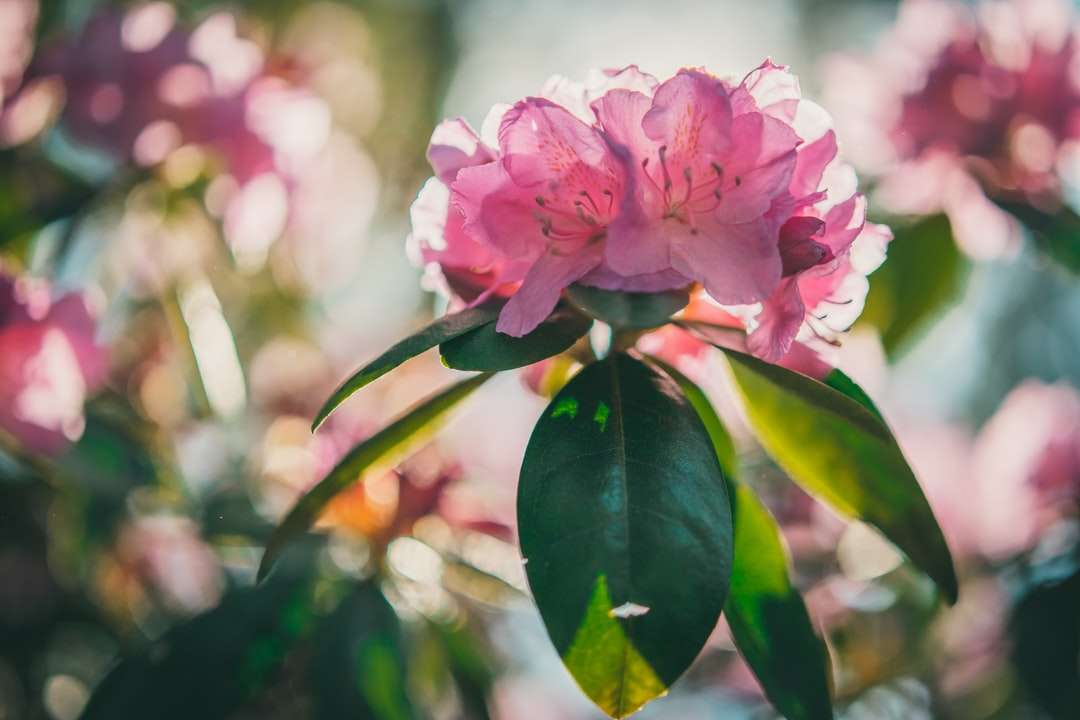 Różowy kwiat z zielonymi liśćmi puzzle online