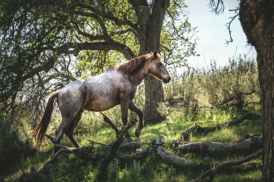 Brązowy koń na zielonej trawie polu w ciągu dnia puzzle online
