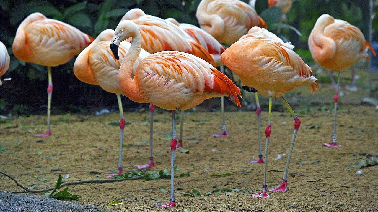 Śpiące flamingi na jednej nodze puzzle online