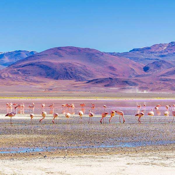 Um rebanho de flamingos em Boliv quebra-cabeça