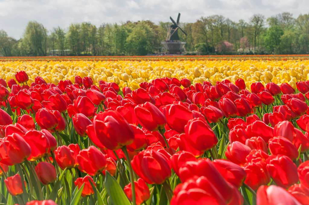 Pola uprawne tulipanów w Holandi puzzle online
