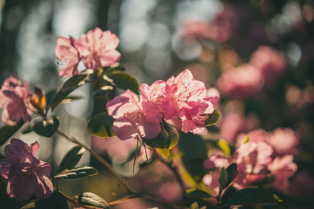 Różowe kwiaty w obiektywach przechylnych puzzle online