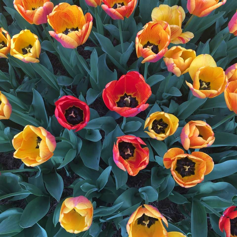 czerwony i żółty bukiet kwiatów puzzle online
