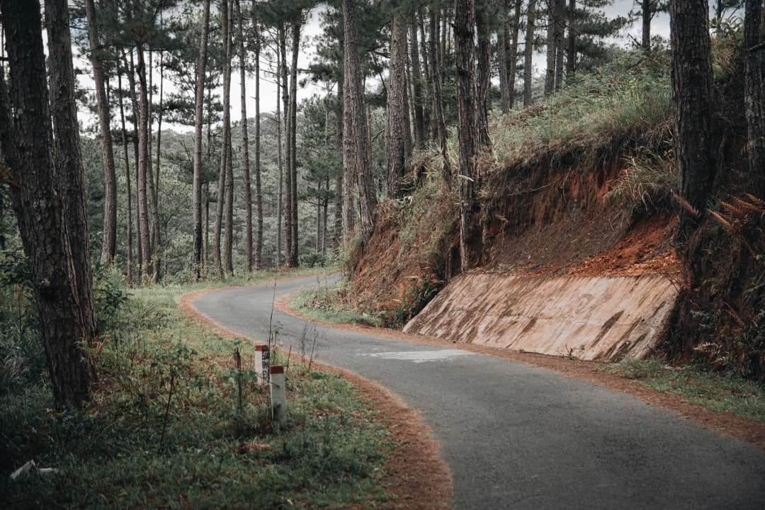 Szara betonowa droga między drzewami w ciągu dnia puzzle online