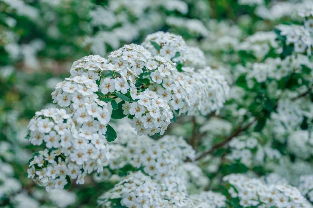 Białe kwiaty w obiektywach przechylnych puzzle online