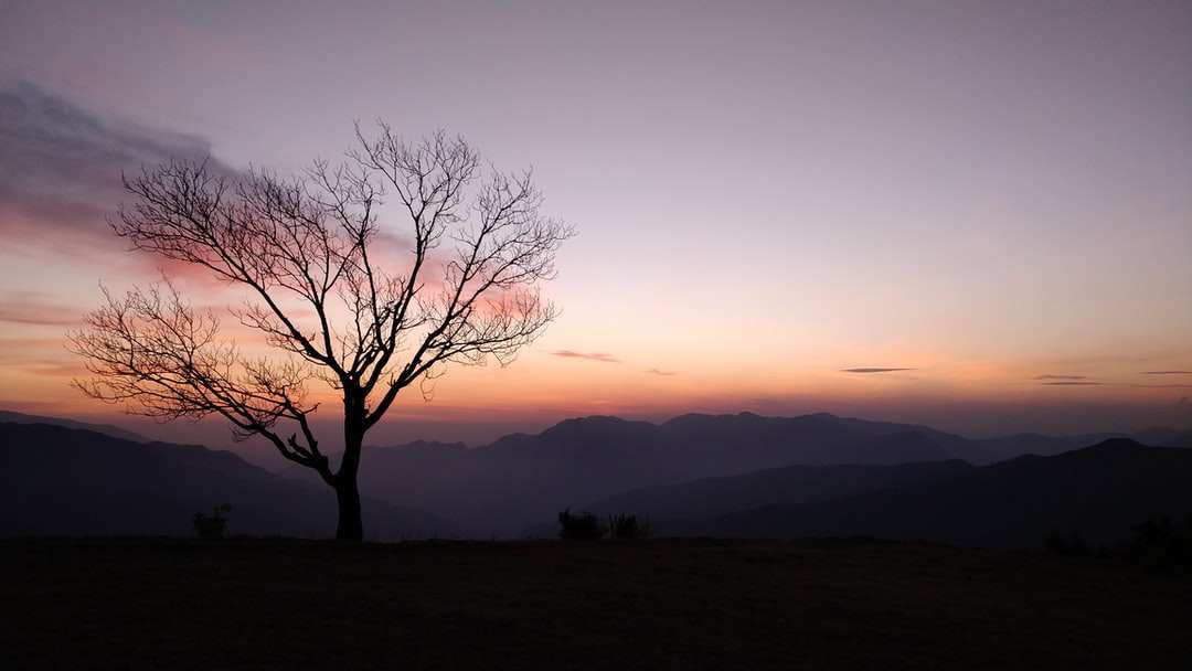 Nagie drzewo na zielonej trawie polu podczas zachodu słońca puzzle online