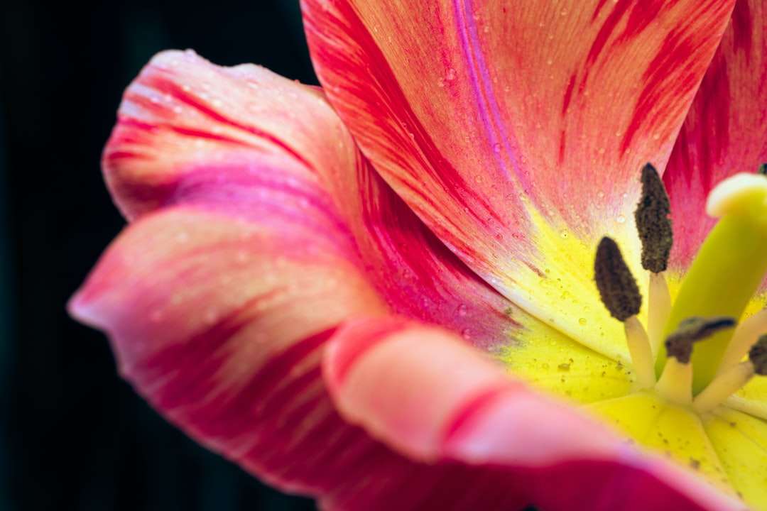 Różowy i żółty kwiat w makro fotografii puzzle online