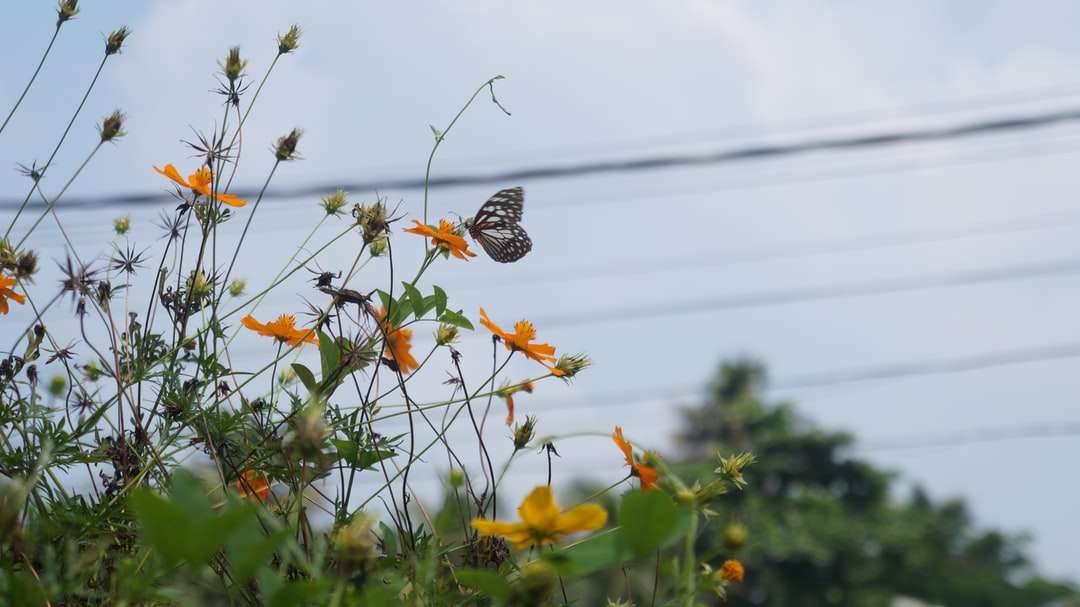 Brązowy i biały motyl na żółtym kwiacie w ciągu dnia puzzle online
