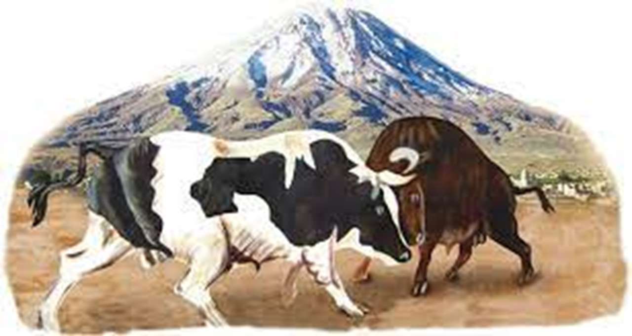 Arequipa Bulls walczy puzzle online