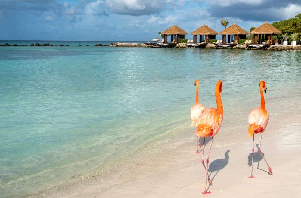 Plaża z flamingami na wyspie Aruba puzzle online