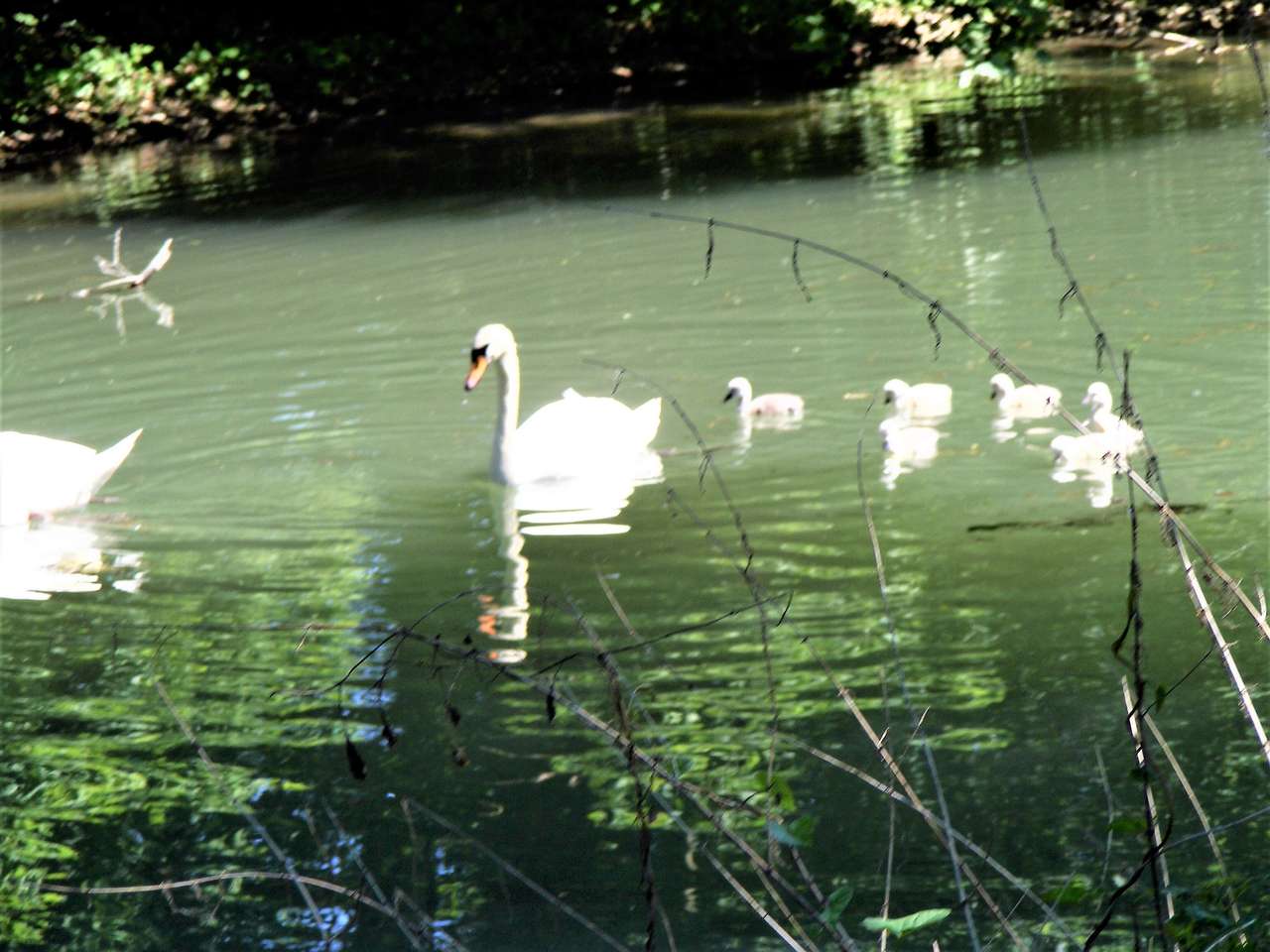 Swan család. kirakós játék
