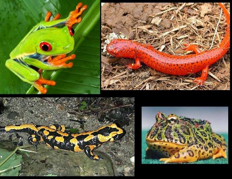 Rodzaje amfibii różnych gatunków puzzle online