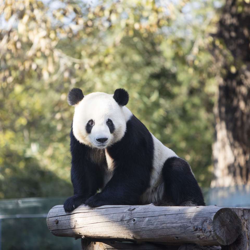 Panda olbrzymia w zoo puzzle online