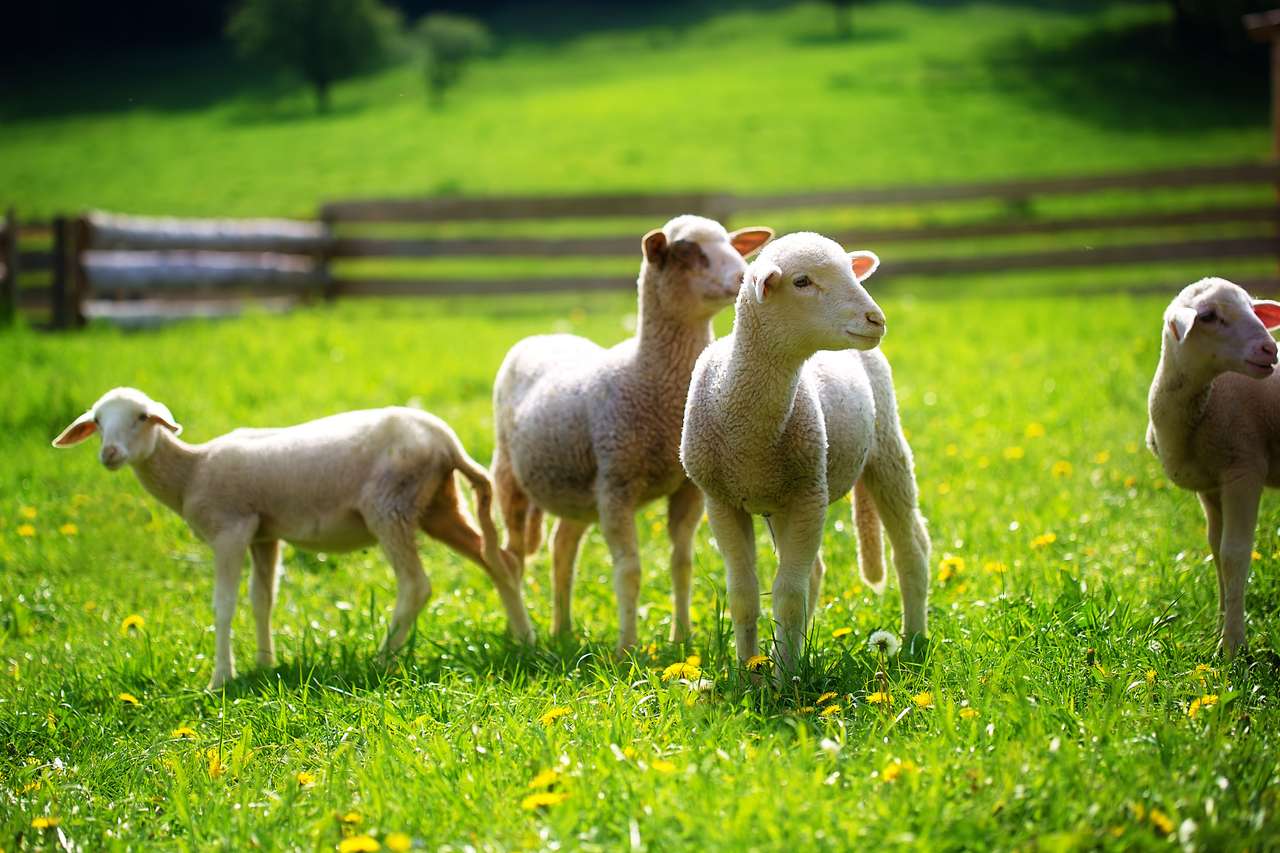Owieczki pasące się w zagrodzie puzzle online