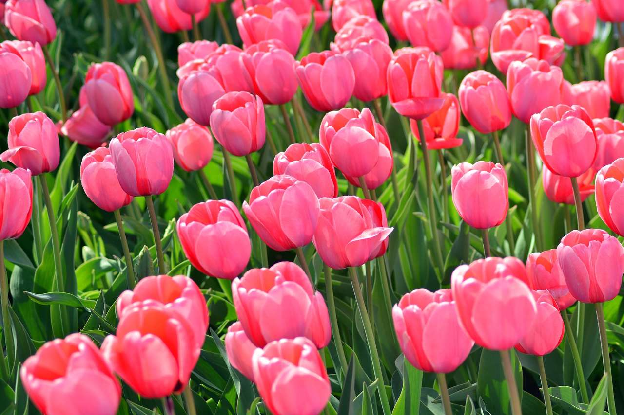 Tulipany na łące puzzle online