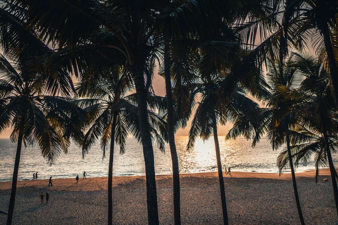 Palmy na brzegu plaży w ciągu dnia puzzle online