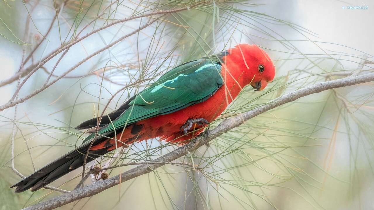 Червен и зелен папагал пъзел