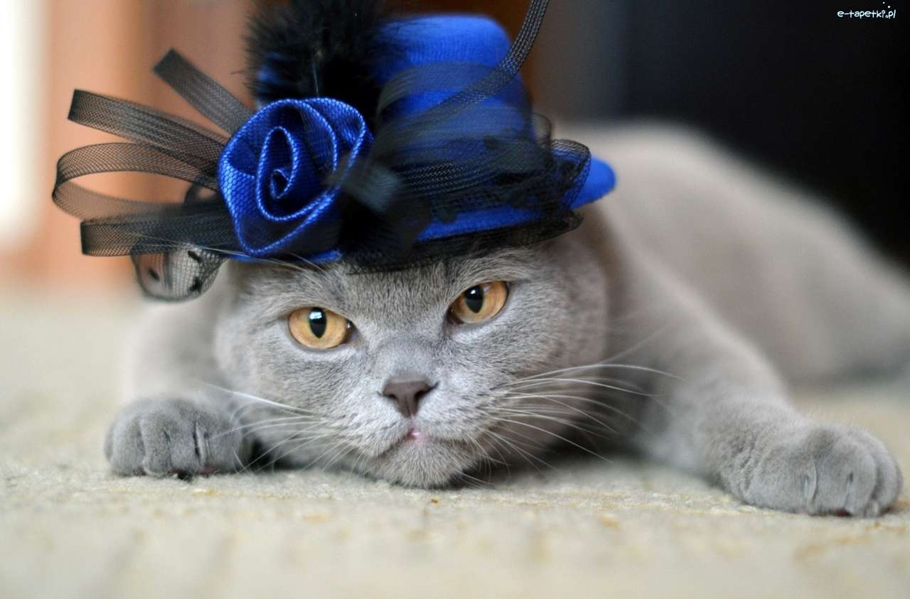 Kotka brytyjska w kapeluszu puzzle online
