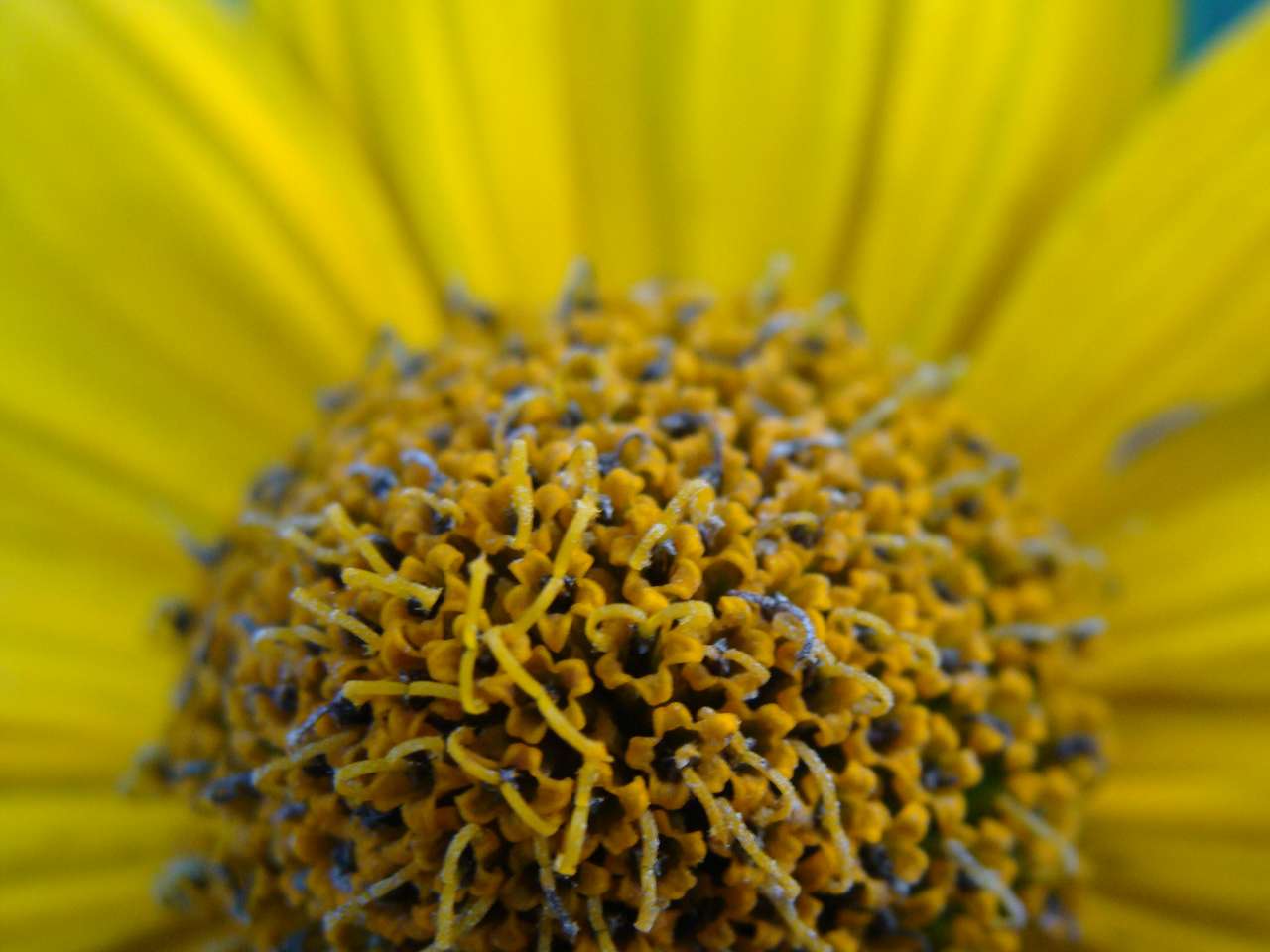 Żółty kwiat puzzle online