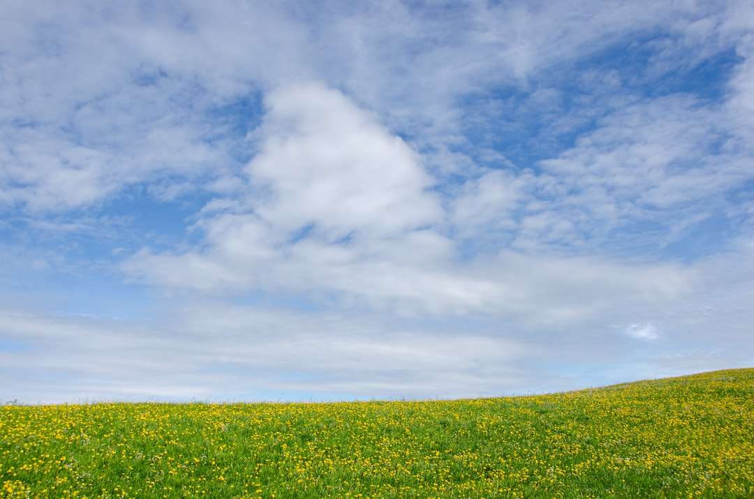 Pole zielonej trawy pod białymi chmurami i błękitne niebo puzzle online