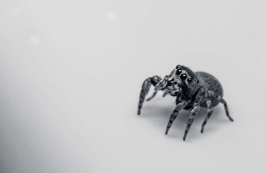 Czarny skokowy pająk na białej powierzchni puzzle online