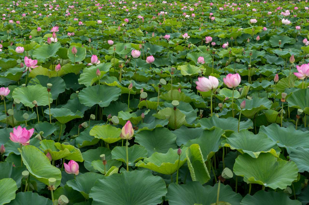 Kwiaty lotosu puzzle online