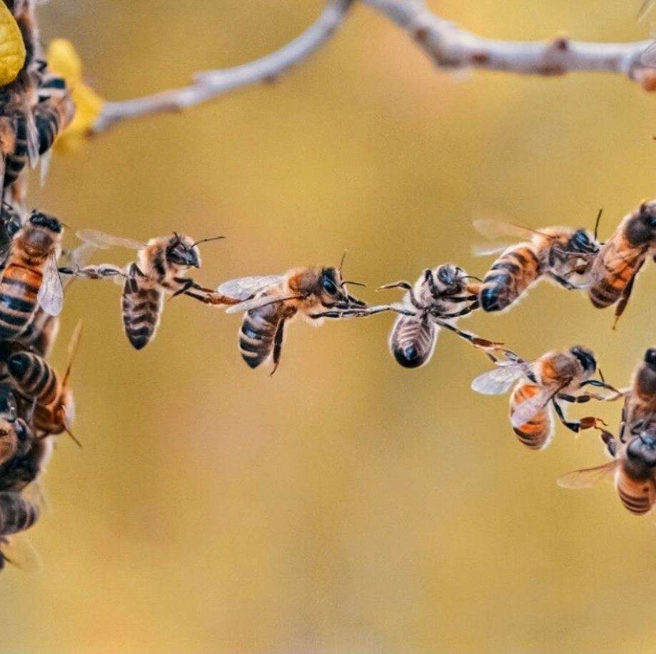 Zespół pszczół puzzle online