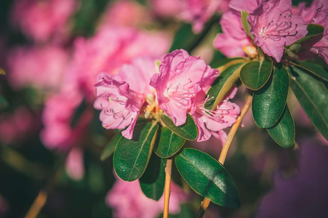 Różowy kwiat w soczewce przesunięcia tilt puzzle online