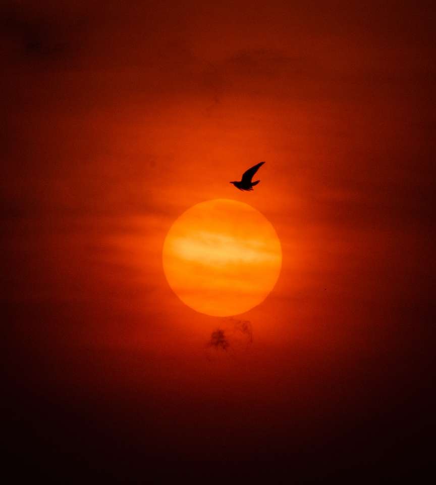Sylwetka ptaka latające podczas zachodu słońca puzzle online