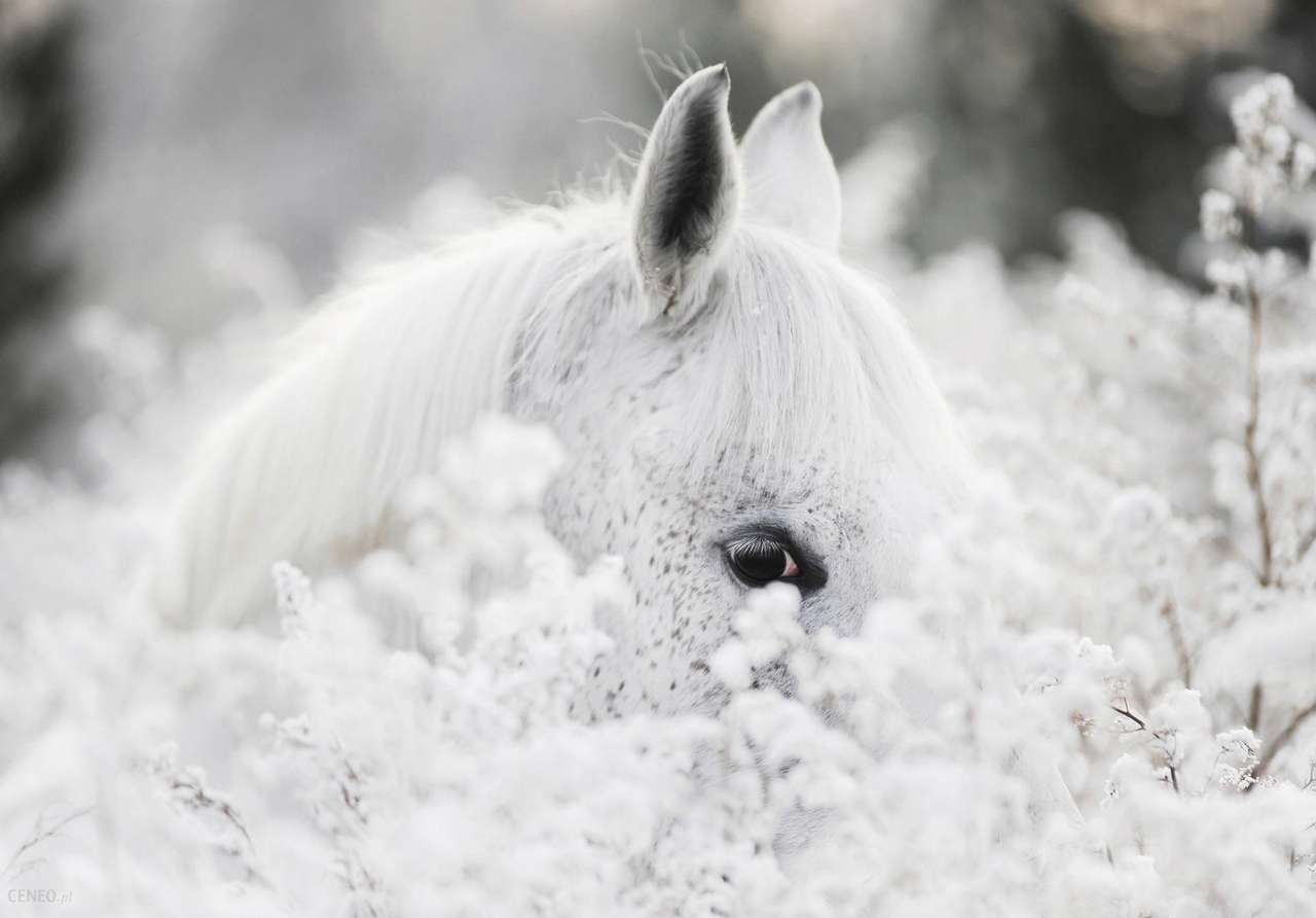Cavalo branco puro árabe quebra-cabeça