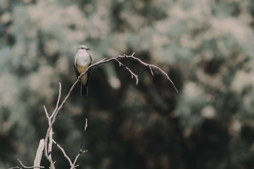 Brązowy i biały ptak na gałąź brown drzewa w ciągu dnia puzzle online
