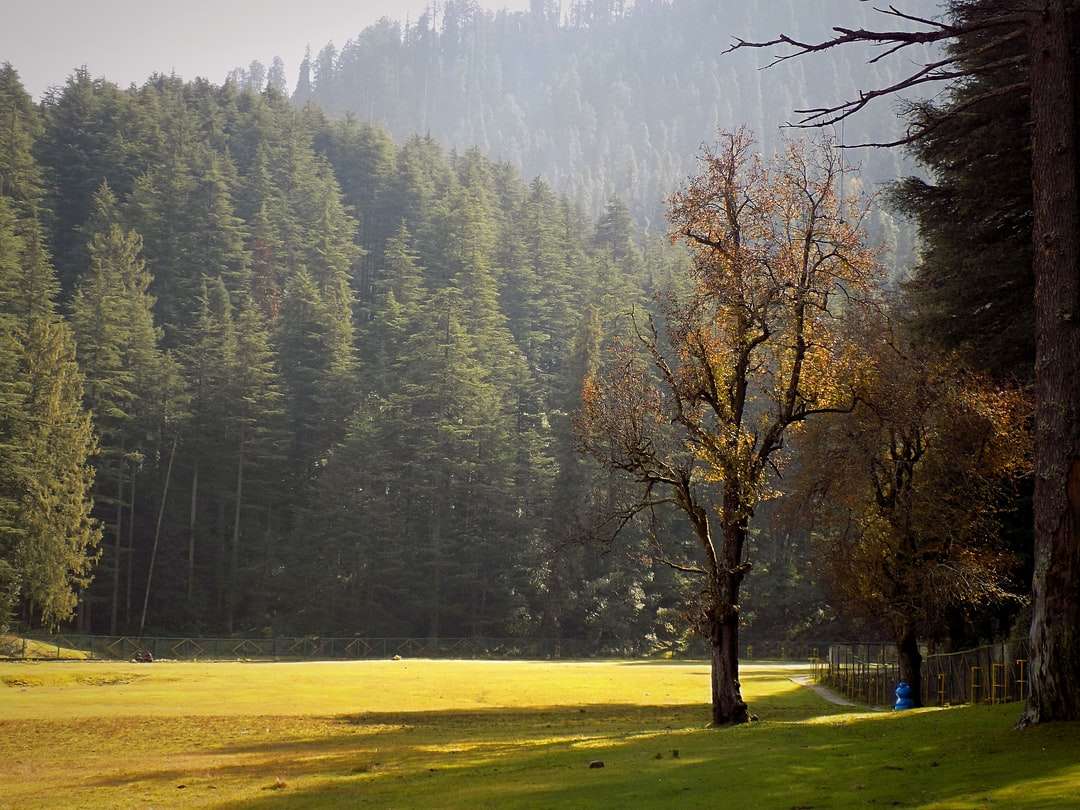Brown drzewa na zielonym polu trawy w ciągu dnia puzzle online
