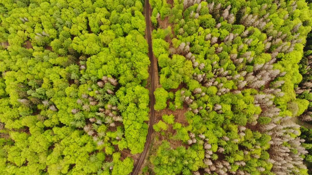Widok z lotu ptaka zielonych drzew puzzle online