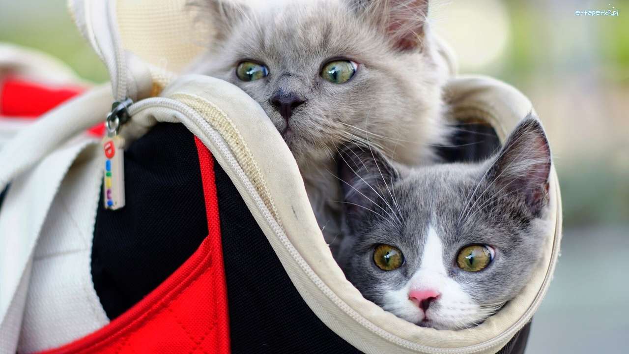 Dwa szare kotki w torbie puzzle online