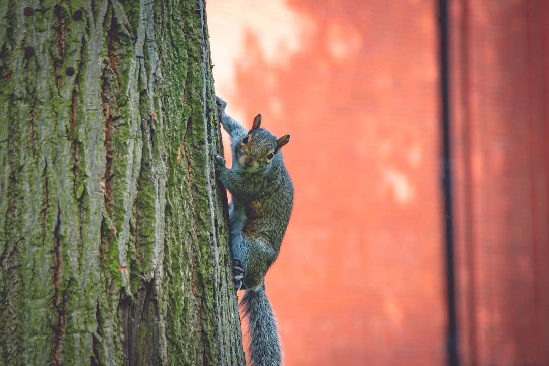 Bruine eekhoorn op bruine boomstam legpuzzel