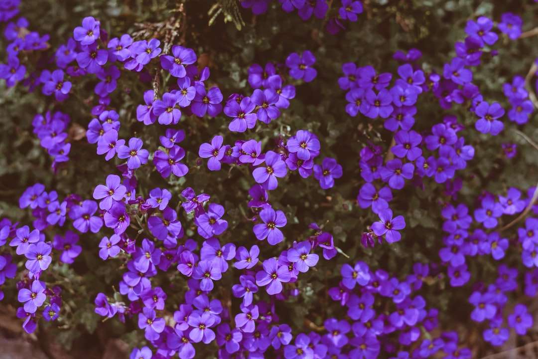 Purpurowe kwiaty z zielonymi liśćmi puzzle online