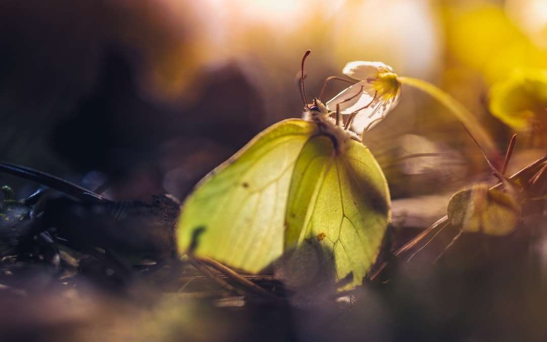 Żółty motyl siedzący na brązowym liściu puzzle online
