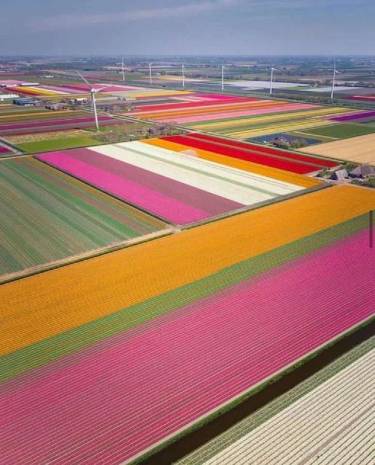 Pola tulipanów w Holandii. puzzle online